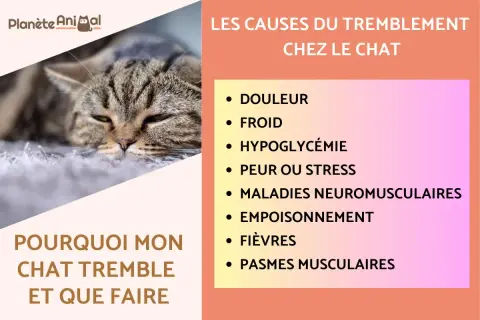 Un chat tigré au regard fatigué, avec une liste des causes de tremblement chez le chat : douleur, froid, hypoglycémie, peur, maladies, empoisonnement, fièvres, spasmes.