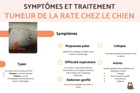 Radiographie montrant une masse dans la rate d'un chien, un signe potentiel de tumeur de la rate chez le chien.