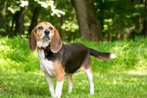 Beagle adulte caractère : ce chien tricolore, au regard curieux, se tient fièrement dans l'herbe verte, prêt pour une nouvelle aventure.