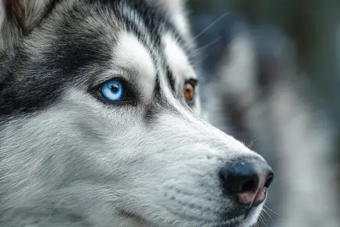 Un husky aux yeux vairons, l'un bleu, l'autre marron, semble observer l'obscurité. Les chiens voient-ils dans le noir ?
