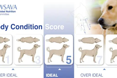 Évaluation du **score corporel chien** : illustrations montrant des chiens de 1 à 9, de maigres à obèses, pour évaluer leur condition physique.
