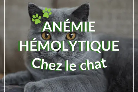 Un chat gris aux yeux jaunes regarde fixement, avec le texte "ANÉMIE HÉMOLYTIQUE Chez le chat" superposé.