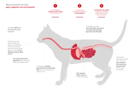 Anatomie du chat : son système digestif est adapté à de petits repas fréquents. La digestion est rapide, avec un estomac très acide. Le temps de digestion dans le gros intestin est d'au moins 20 heures.