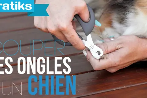 Des mains coupent les ongles d'un chien avec un coupe-ongles spécial.