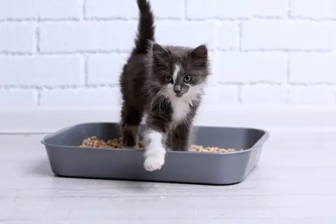 Un chaton gris et blanc sort d'une litière. Il est important de surveiller les symptômes d'infection urinaire chez le chat, comme des changements dans ses habitudes de toilettage.