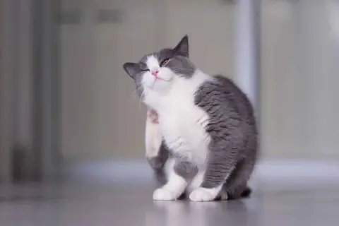 Un chat gris et blanc se gratte l'oreille, cherchant un remède de grand-mère pour ses démangeaisons.