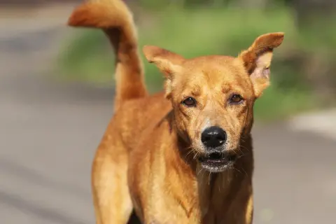 Un chien au pelage roux, au regard vif, se tient prêt. Ce fidèle berger créole veille sur son territoire.