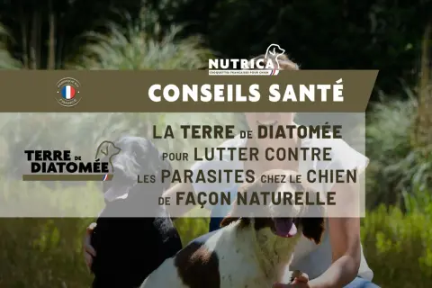 Conseils santé : la terre de diatomée pour lutter contre les parasites chez le chien. Attention au danger potentiel si mal utilisée.