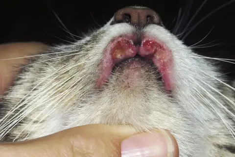 Lèvres d'un chat présentant des lésions rouges et enflammées, typiques d'un granulome éosinophilique félin.