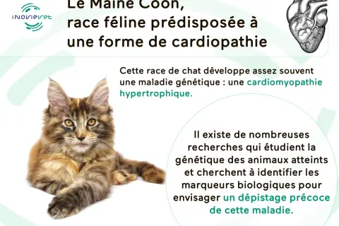 Un Maine Coon, race féline prédisposée à une forme de cardiopathie, une maladie génétique étudiée pour un dépistage précoce.