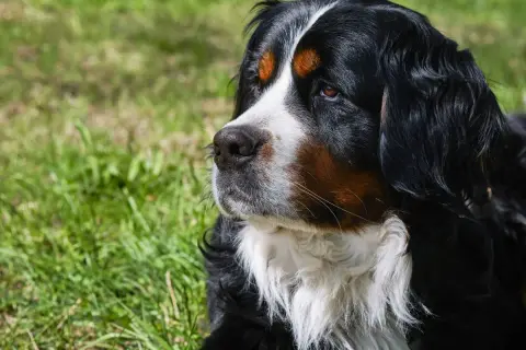 Gros chien de race Bouvier Bernois, au pelage noir, blanc et brun, regardant au loin dans l'herbe.