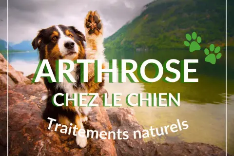 Chien avec patte levée, texte "Arthrose chez le chien, traitements naturels". Un remède grand-mère pour l'arthrose du chien ?