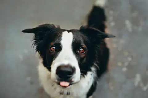 Un adorable Border Collie, malgré une possible maladie, regarde avec espoir. Sa langue sort, un signe de vie.
