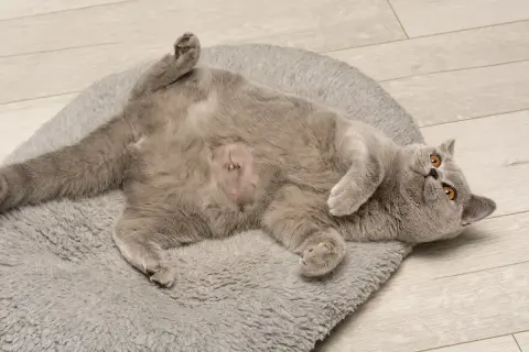 Chaton gris couché sur le dos, ventre rasé avec sutures, suite à une hernie ombilicale. Il se repose sur un tapis moelleux.