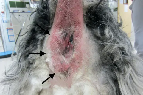 Zone périanale d'un chien présentant un anus gonflé et rouge, avec des zones irritées et des poils clairsemés.