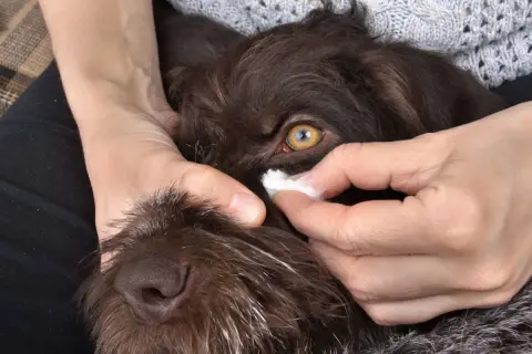Nettoyage doux des yeux d'un chien avec une compresse. Une recette maison pour nettoyer les yeux de votre chien peut être utile.