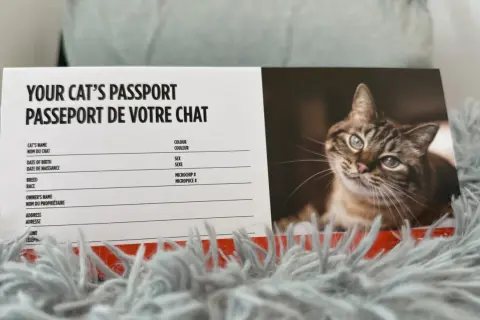 Passeport de chat avec un portrait de chat. Est-ce grave de ne pas vacciner son chat ? Ce document rappelle les informations essentielles pour la santé de votre félin.
