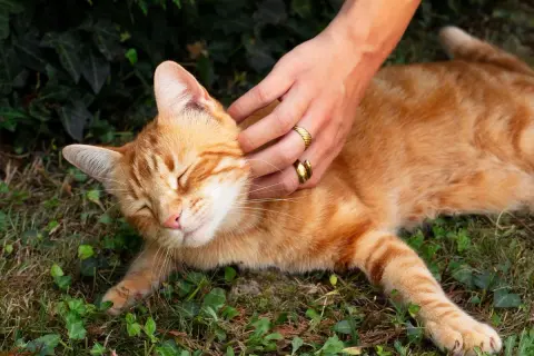 Main douce caressant un chat roux endormi. Une idée pour comment hydrater un chat qui refuse de boire : lui proposer des aliments humides.