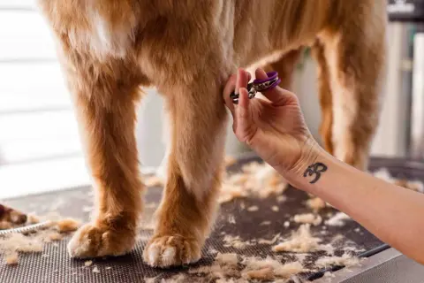 Une main coupe les poils d'un chien, peut-être pour aider à la guérison d'un hot spot. Le temps de guérison est essentiel pour le bien-être de l'animal.