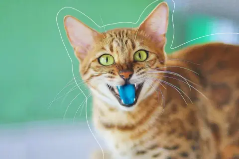 Un chat tigré aux yeux verts écarquillés, avec une langue bleue sortie, semble prêt à jouer.