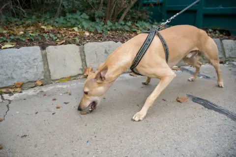Chien au harnais reniflant le sol, peut-être des restes de nourriture. Attention aux empoisonnement chien symptômes, surveillez votre animal.