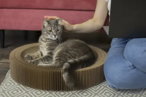 Un chat tigré se repose dans son panier en carton pendant que sa maîtresse, assise à côté, travaille sur son ordinateur. Elle lui caresse la tête, un moment de complicité avant de partir en voyage et de devoir faire garder son chat.