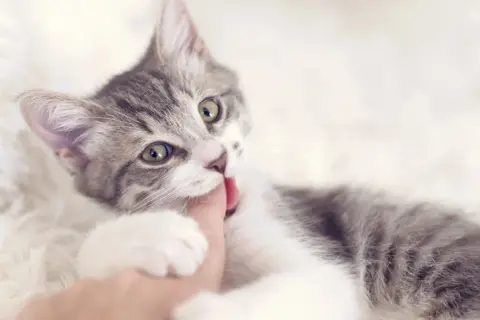 Un adorable chaton gris et blanc, avec de grands yeux verts, mordille gentiment un doigt.
