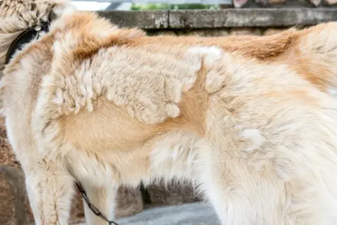 Pelage clair d'un chien, peut-être un remède de grand-mère pour la perte de poil du chien.