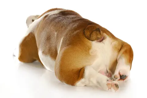 Vue rapprochée du postérieur d'un bouledogue, suggérant une irritation anale chien traitement naturel.