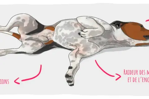 Illustration d'un chien souffrant d'épilepsie, montrant des mouvements de pédalage, des convulsions, une raideur des membres et une salivation excessive.
