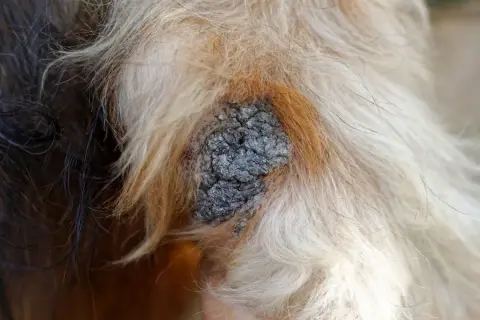 Gros plan sur une croûte sur la peau d'un chien, entourée de poils clairs et foncés. Il faut nettoyer cette croûte de chien.