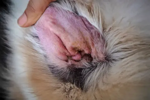 Oreille de chien rouge et irritée, avec des sécrétions jaunâtres, signe d'une otite. Un doigt écarte doucement le poil pour mieux visualiser.