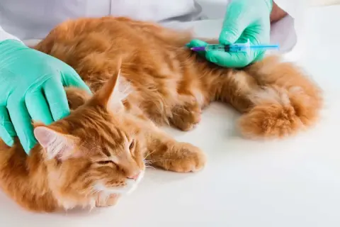 Un vétérinaire administre une injection à un chat roux. La question "combien de temps peut vivre un chat avec une tumeur" préoccupe les propriétaires.