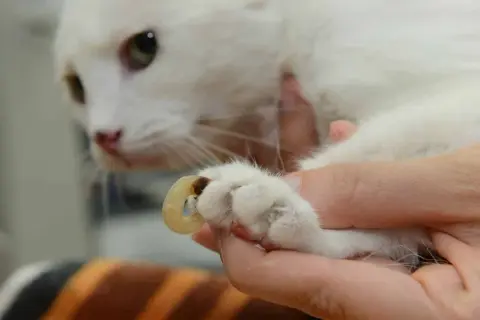 Gros plan sur une patte de chat blanc où une griffe incarnée, visiblement gênante, est examinée par une main humaine.
