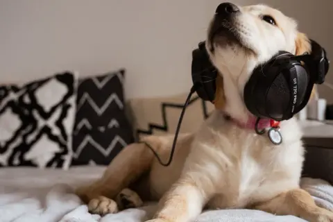 Un chiot golden retriever écoute de la musique pour chien qui aboie, détendu sur un lit avec des coussins graphiques.