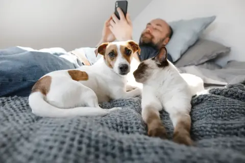 Un homme utilise son téléphone, allongé dans un lit avec son chien et son chat. Un moment paisible pour dormir avec son chat et son compagnon canin.