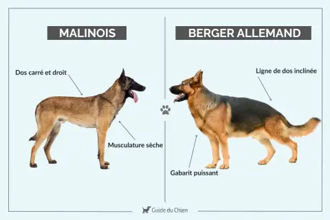 Comparaison entre un Malinois au dos droit et musclé, et un Berger Allemand au gabarit puissant et au dos incliné.