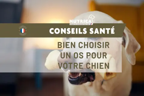 Un chiot heureux mâchouille un os, profitant d'un moment de plaisir. Conseils santé pour bien choisir un os à mâcher pour votre chien.
