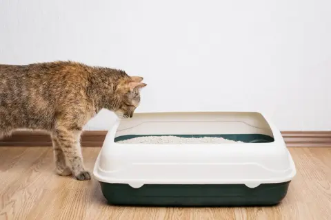 Un chat tigré renifle une litière propre. La taille de la litière chat est parfaite pour lui.