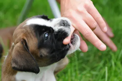 Un chiot boxer mordille la main d'une personne qui marche dans l'herbe. Ses petites dents s'enfoncent dans la peau.