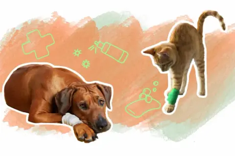 Un chien et un chat blessés, avec des icônes de soins vétérinaires. Savoir avec quoi désinfecter plaie chat est essentiel pour leur guérison.