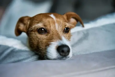 Un adorable chiot seul la journée, le regard triste, repose sur un coussin douillet.