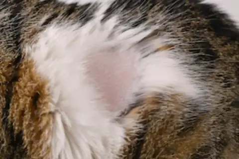 Zone de peau rose et lisse sur le flanc d'un chat tigré, indiquant une pelade chat.