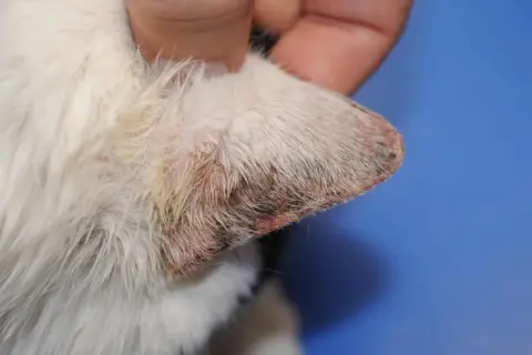Oreille de chat blanc présentant une dermatite solaire, avec des zones rouges et croûteuses sur le bord.