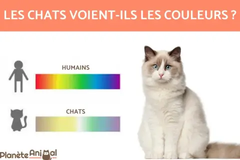 Les chats voient-ils les couleurs ? Comparaison des spectres de couleurs humains et félins. Un chat Ragdoll est assis à droite.