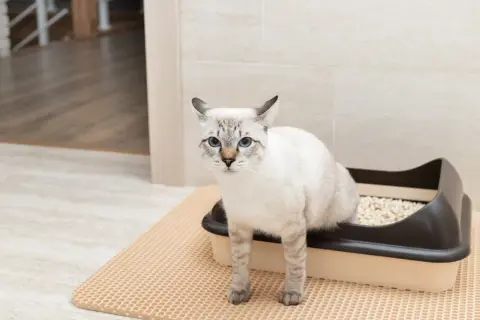 Un chat aux yeux bleus est assis dans sa litière, peut-être surveille-t-il les signes de calcul urinaire chat.