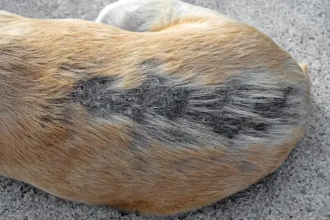 Gros plan sur le dos d'un chien boule de poil, avec une zone de perte de poils et de peau irritée.