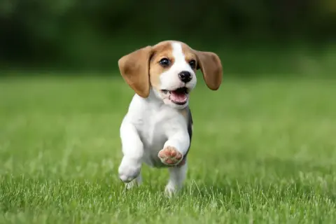 Un adorable petit chien race beagle court joyeusement sur l'herbe verte, les oreilles au vent.