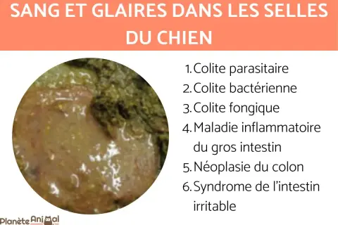 Gros plan sur des selles de chien molles, avec du sang et des glaires, suggérant diverses affections intestinales.