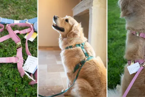 Harnais rose et bleu pour chien, montrant la **taille harnais chien** et un golden retriever portant un harnais vert.